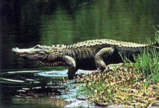 Florida Alligator